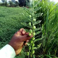 کارگر برای نخود چینی