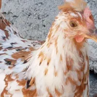 مرغ گلین