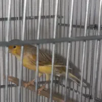 قناری ماده مست