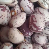 لوبیا چیتی درجه یک