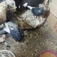 معاوضه جفتگاه