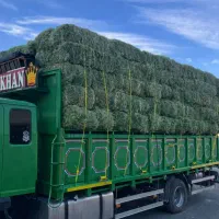 خریدار و فروشنده یونجه