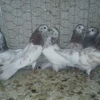 کله ای نوک ریز