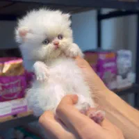 توله گربه های پرشین سوپر فلت اصیل