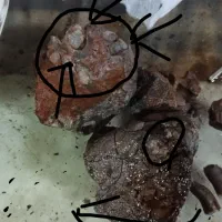 فسیل قدمت دار، اصل و واقعی