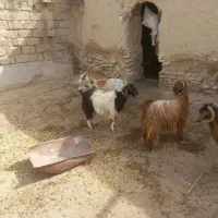 فروش چند عدد بز