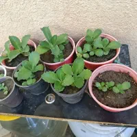 گل حیاط وخونه