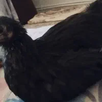 جوجه سه ماه و نیم