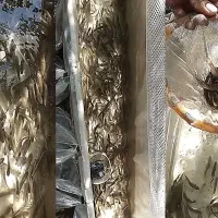 فروش بچه ماهی جهت پرورش
