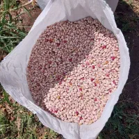 لوبیا چیتی برداشت طارم