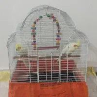 عروس هلندی نرو ماده