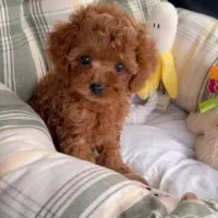 سگ توی پودل