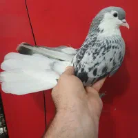کفتر رنگی (چادری .افغان)