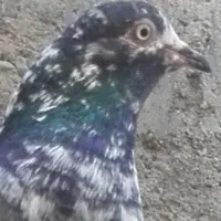 کبوتر کله سبز پاکستانی
