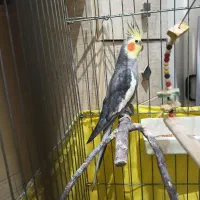 عروس هلندی
