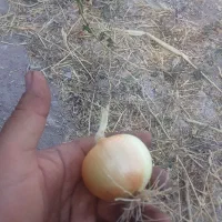 پیاز طلایی
