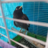 مرغ مینا سخنگو