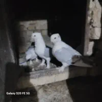 کبوترساتن