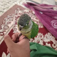 گرینچیک فول دستی نر یک ساله درجه یک سخنگو