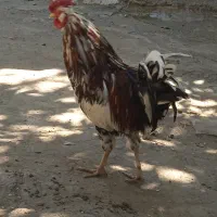 مرغ وخروس گلین