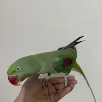 شاه طوطی