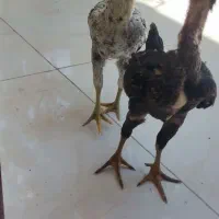 جوجه لاری  اوشاما ۲ ماه