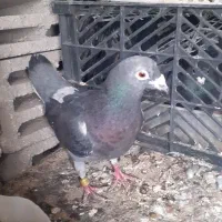 کبوتر جفت شامی با جوجه