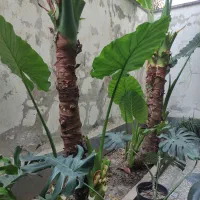 بابا آدم جاینت