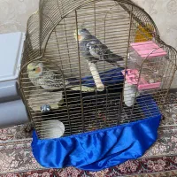 عروس هلندی جفت