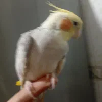 یک جفت عروس هلندی مولد سینامون|پرنده|بندر امام خمینی, |دیوار