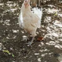 مرغ