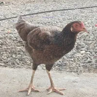 فروش مرغ چابهاری
