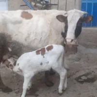 گاو وگوساله سیمینتال
