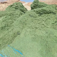 یونجه درجه1 بدون علف بدون رطوبت