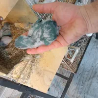 فروش ۳عدد راهب ابی سرلاکی