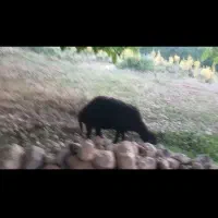 بره قزل