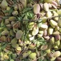 پوسته خشک