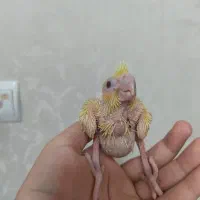 ۴عدد جوجه عروس هلندی زیر۲۰ روزه