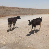 ۲راس گوساله نر و ماده  مناسب پروار