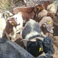 گوسفند (کهره پرواری چاق و نری و بز با کهره)