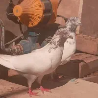 کفترای