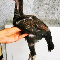 مرغ|حیوانات مزرعه|مریوان, |دیوار