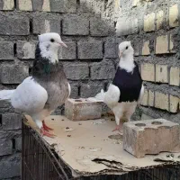 طوقی|حیوانات|اهواز, عین ۲|دیوار