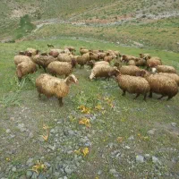 میش
