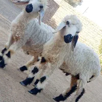 دوتا بره نر چاق