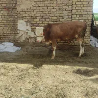 گوساله سیمینتال
