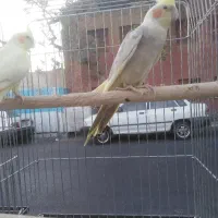 عروس هلندی و برزیلی رام و مولد