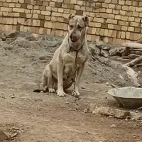 سراب|سگ|سامن, |دیوار