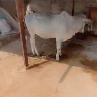گاو