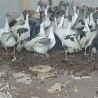 غاز|حیوانات مزرعه|دشتابی, |دیوار